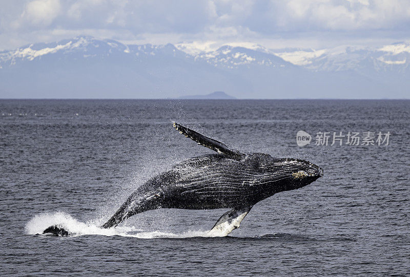 破壳座头鲸(Megaptera novaeangliae)是须鲸的一种。它是一种rorqual (Balaenopteridae家族的成员)，是大翅目属的唯一物种。弗雷德里克海湾，阿拉斯加。